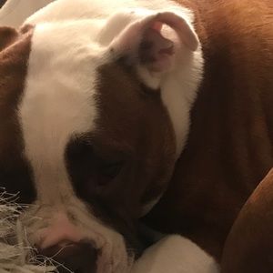 Meet your Posher, Dom